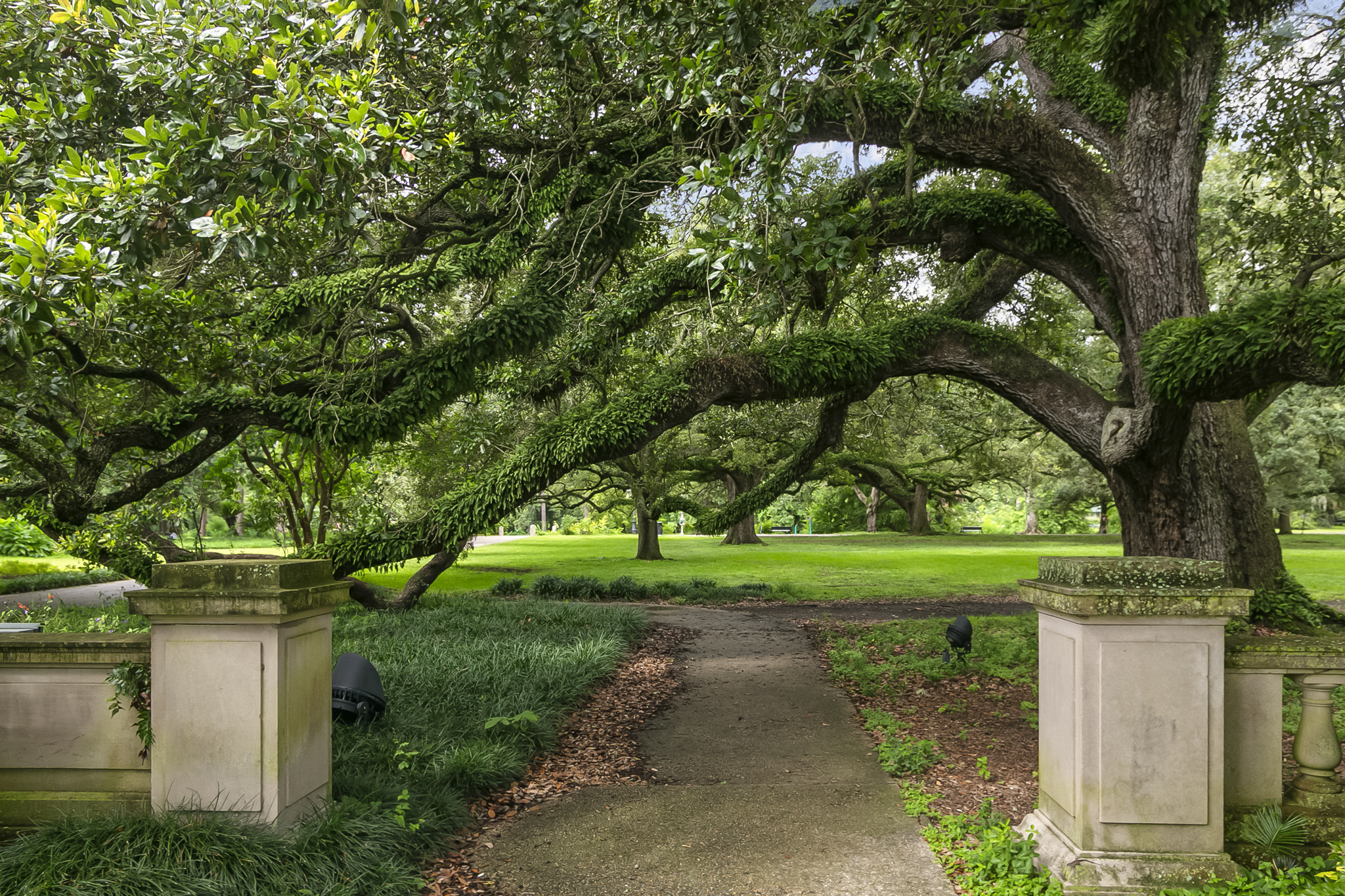 Spreading live oaks over a green lawn in City Park, New Orleans